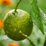 lemon-5435158_960_720.jpg