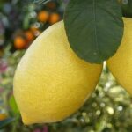 lemons-3334753__340.jpg