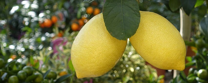 Citrus Fertilizer: What, When, And How To Use It