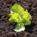 lettuce-seedling-4134091__340.jpg
