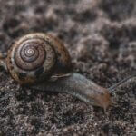 macro-4564289__340.jpg