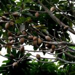 mamey-2536473_960_720.jpg