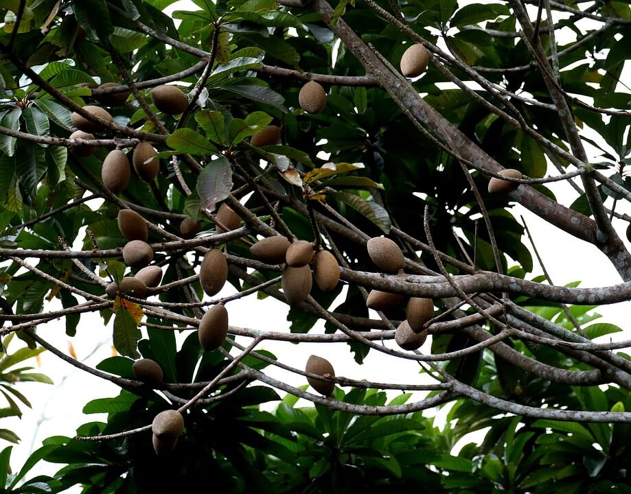 Mamey Sapote: A Giant Tropical Berry Treat