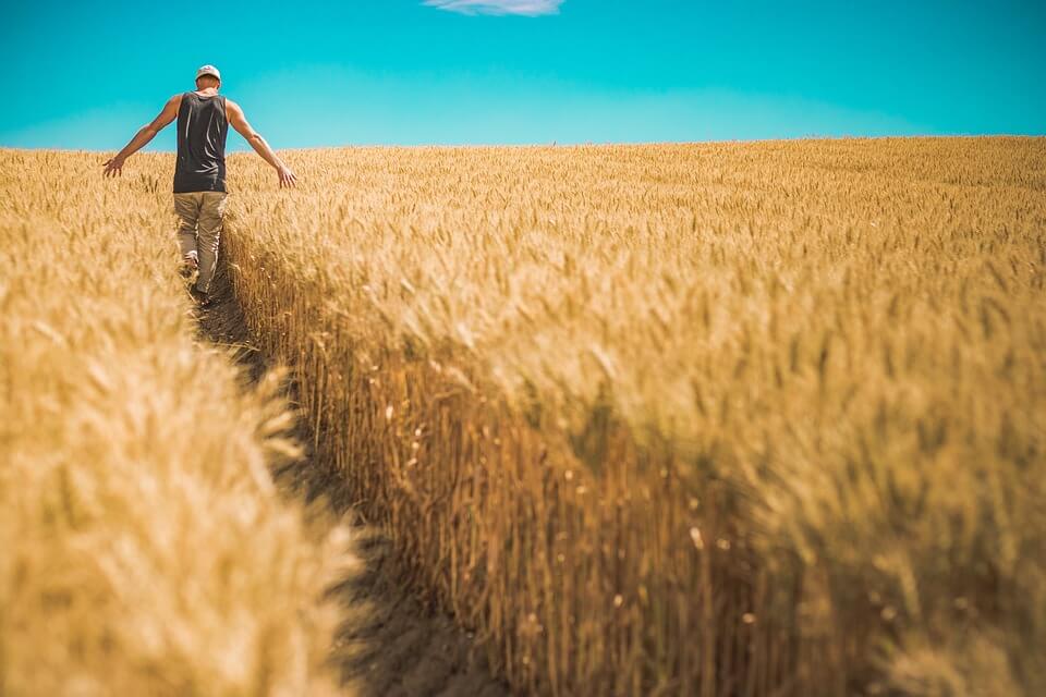 Crop Rotation: Why It Matters So Much