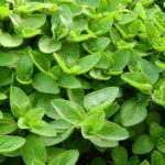 marjoram-2370814_960_720.jpg