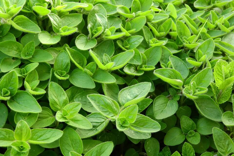 Growing Marjoram Herbs In The Garden