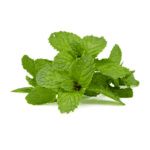 mint-5000531__340.png