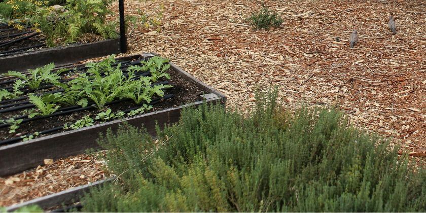 Why Eco-Friendly Gardening Matters