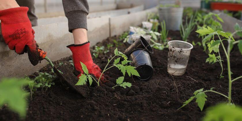 Fall Gardening Checklist: What to Do
