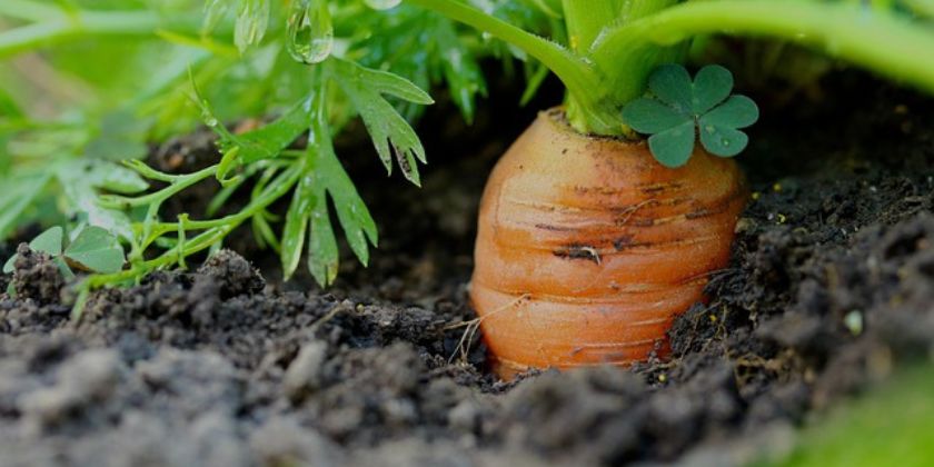 Organic Pest Control Strategies for Winter Crops