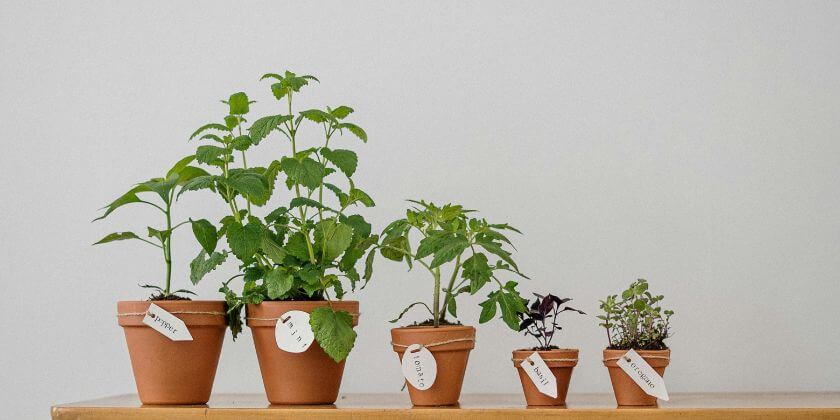 Growing Herbs Indoors During the Winter Months