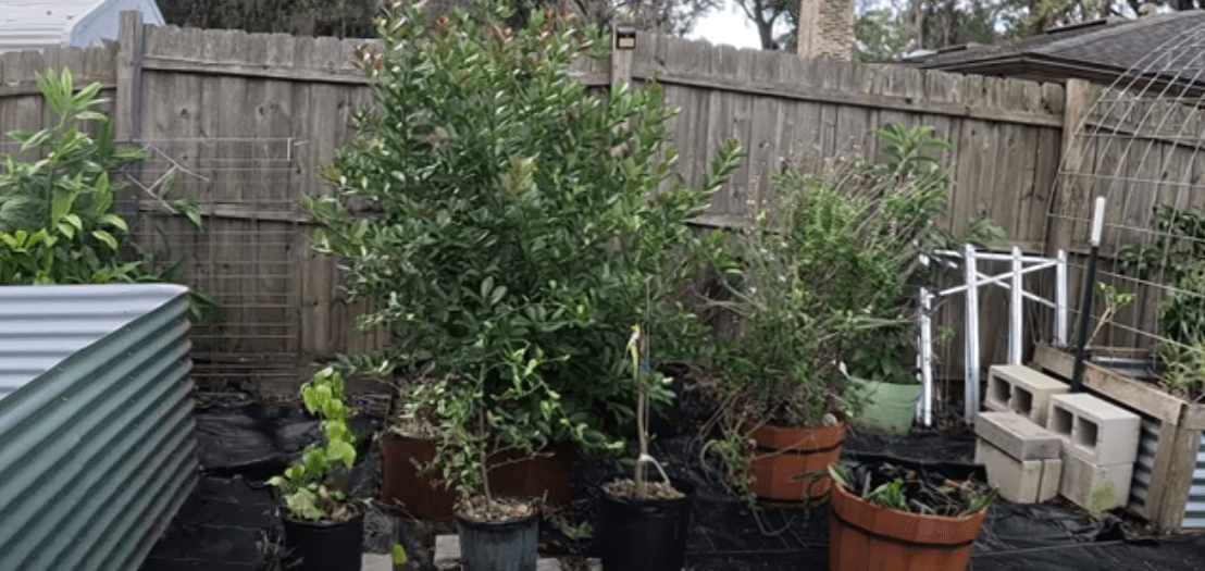 Another Imperfect Garden Tour – FULL Garden Tour & 2024 Plans – November 2023