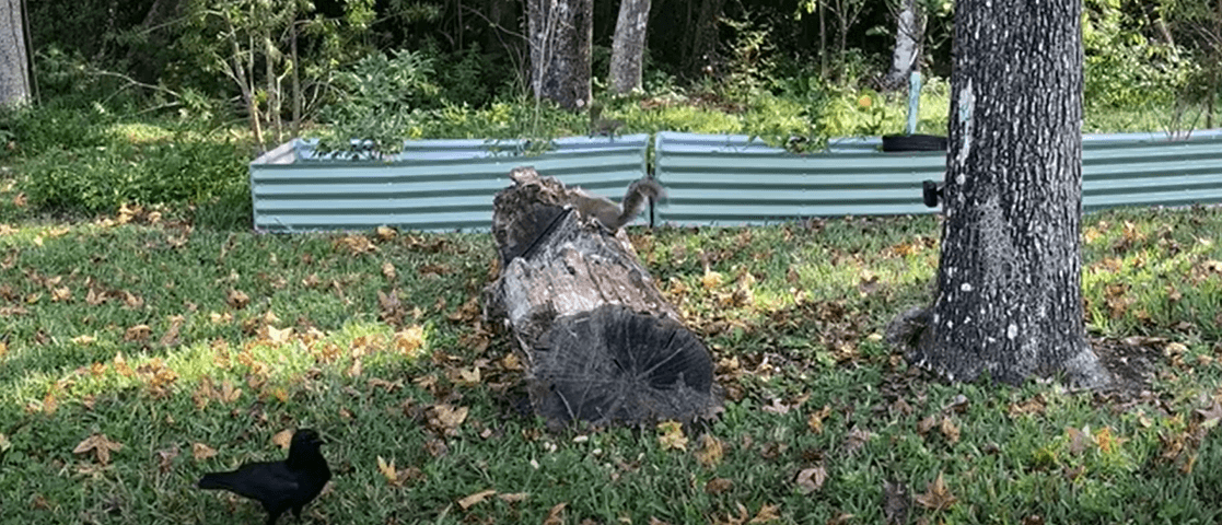 Crows and Squirrels Enjoying Their Thanksgiving Peanuts