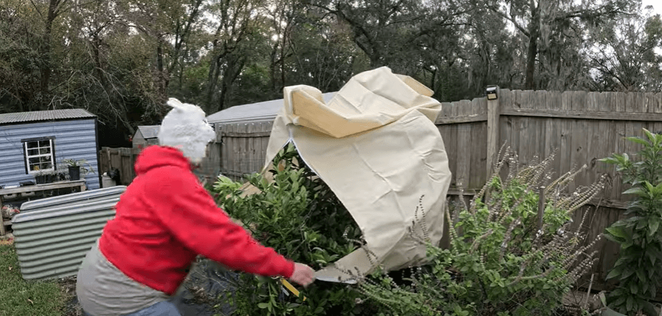 How We’re Preparing for the First Frost in Northeast Florida