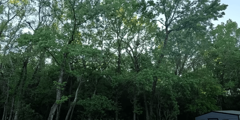 First Sunrise of Spring in the Meadow 2024 [TIMELAPSE]