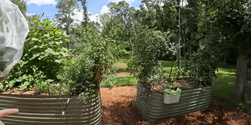 Imperfect Garden Tour – June 2024 – Florida Zone 9B