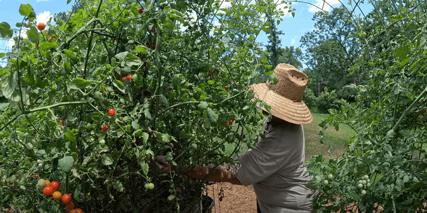 Harvest and Garden Haul June 2024