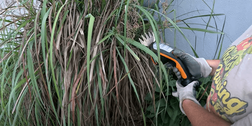 How To Trim Lemongrass The Easy Way