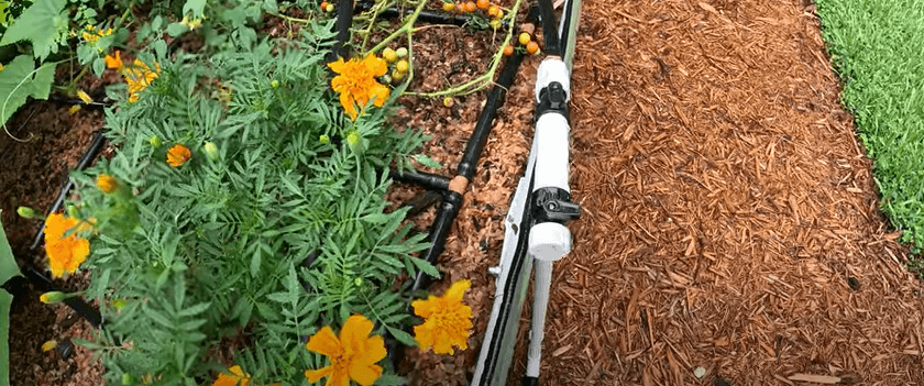Installing Drip Irrigation for Raised Beds for the First Time