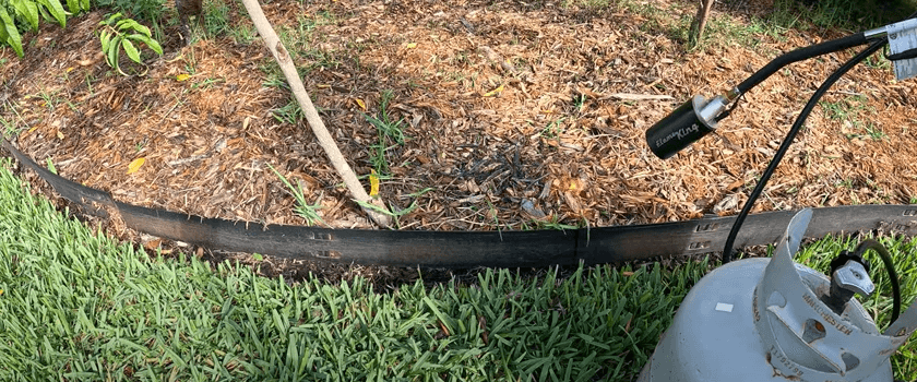 Will Torching Torpedo Grass Kill It?