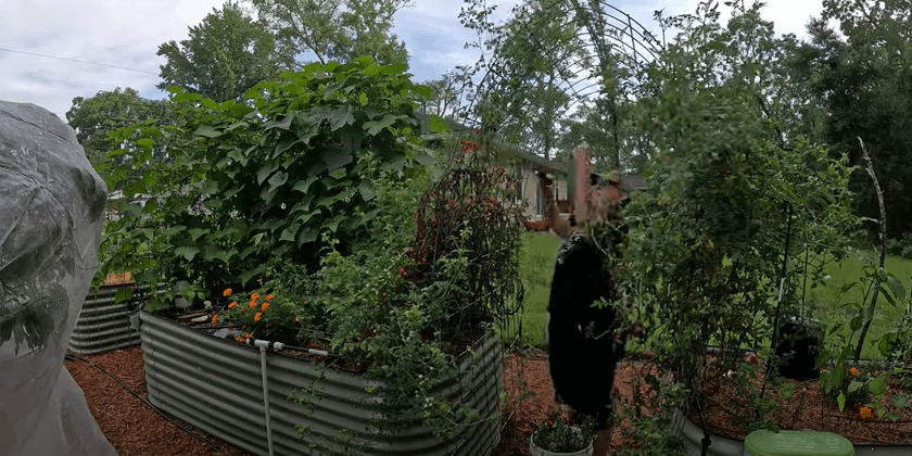 Garden Chores in Florida in July | VLOG