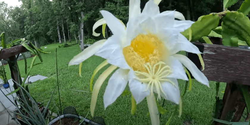 The Imperfect Garden Tour – July 2024