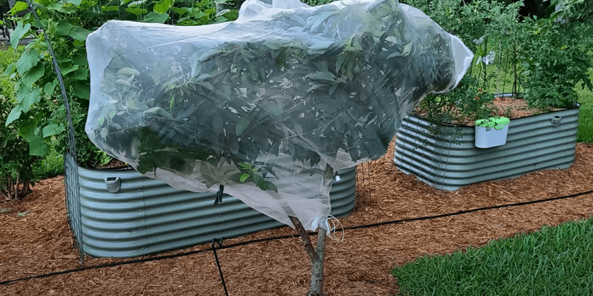 How Do YOU Keep Raccoons out of the Garden?