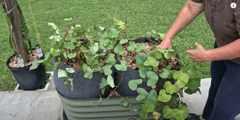 Should I Prune Sweet Potato Vines? Let’s Find Out!