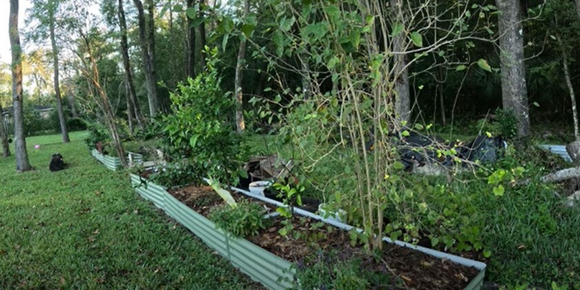 Imperfect Garden Tour – November 2024 – Zone 9B – Florida