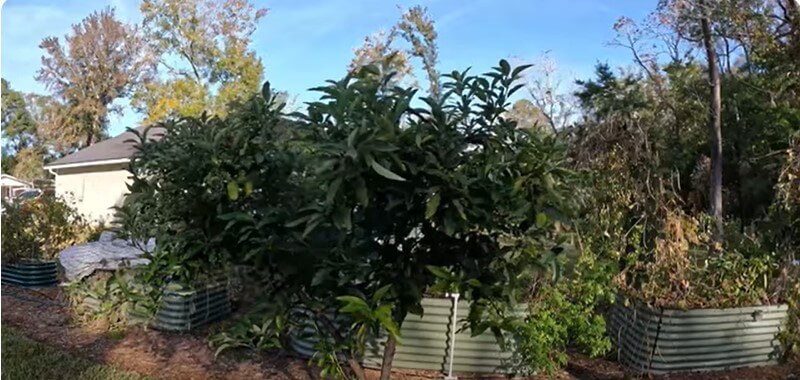 How Is The Garden After The First Frosts in Florida 2024?