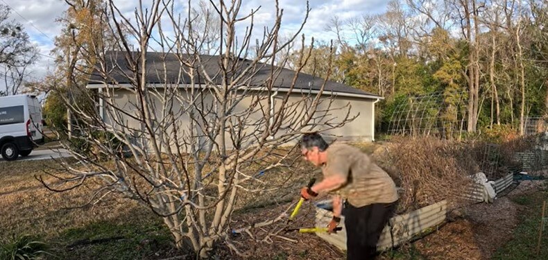 How I’m Pruning my Overgrown Fig Tree in Florida