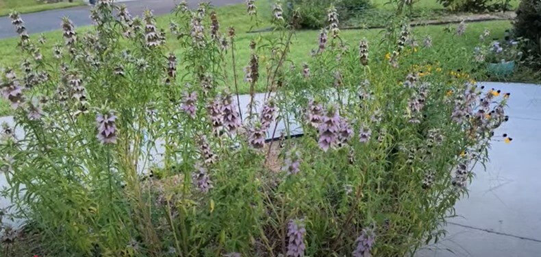 Rescuing Native Plants From My Garden Before They Get Removed