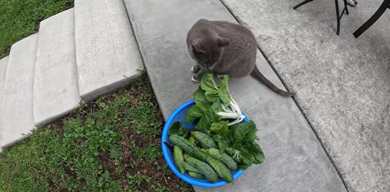 Last Harvest of May | Garden VLOG