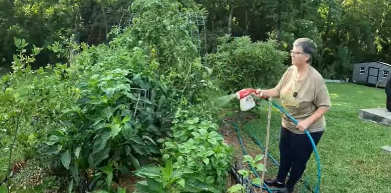 Grubs in Garden? Using Beneficial Nematodes To Get Rid of the Grubs