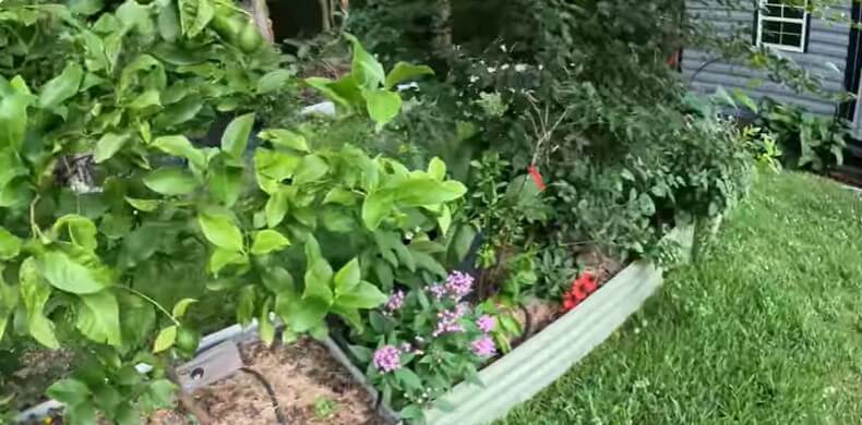 What’s Growing In My June Garden in Florida? Imperfect Garden Tour June 2025