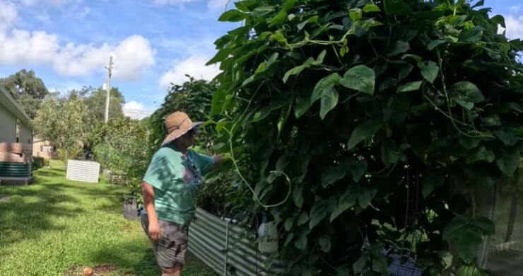 What’s Ready in My August Florida Garden