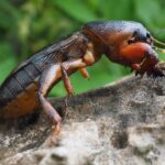 mole-cricket-1260757_960_720.jpg