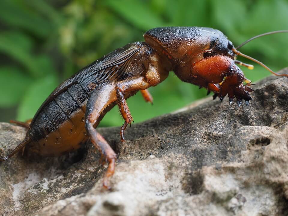 Mole Cricket Management in Turfgrass