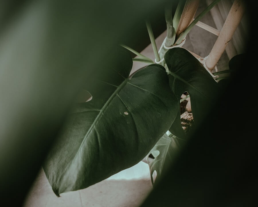 monstera-6136180_960_720.jpg