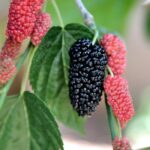 mulberry-5092327_960_720.jpg