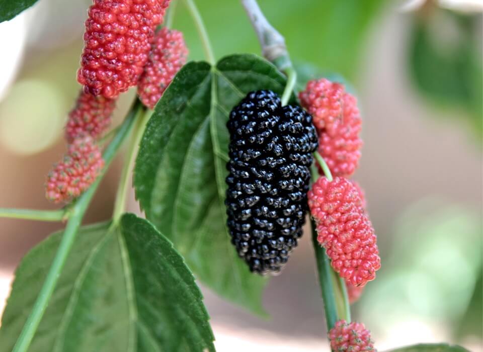 mulberry-5092327_960_720.jpg