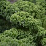 nature-1128250_960_720.jpg