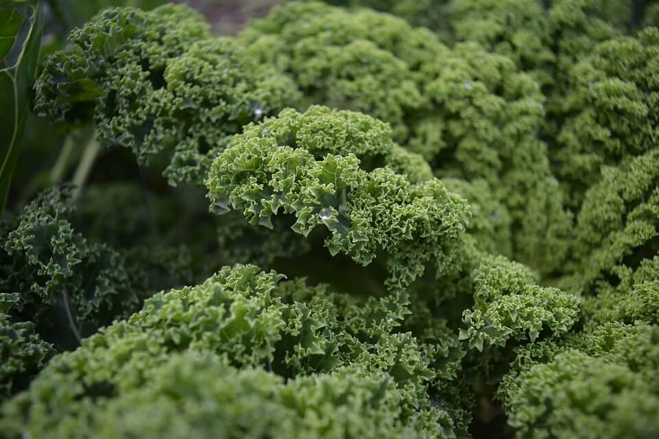 Season Extenders and Growing Fall Vegetables