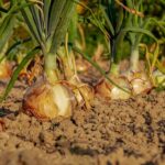 onion-3540502__340.jpg