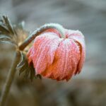 pasqueflower-3840163_960_720.jpg