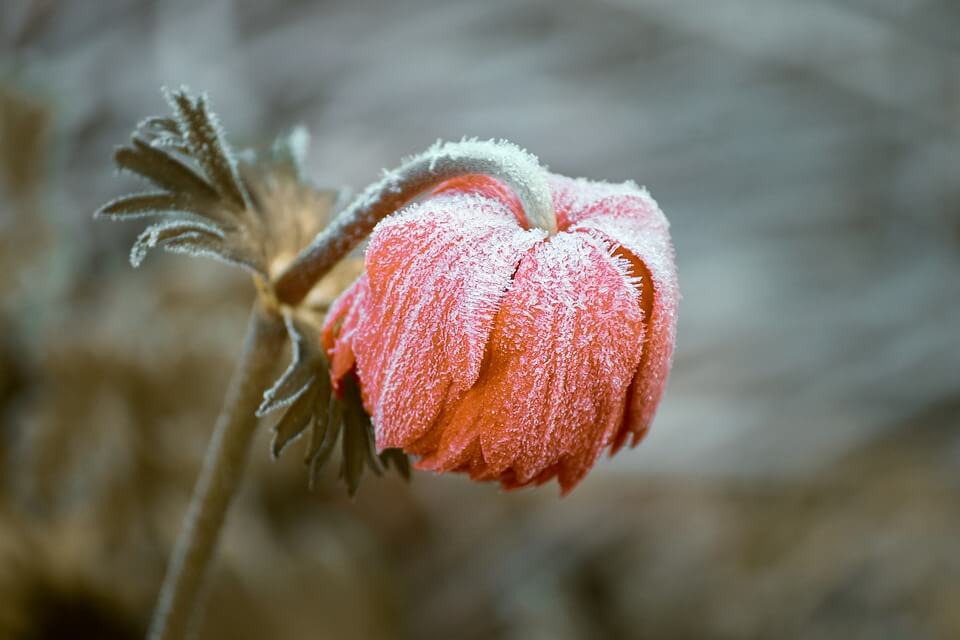 How To Overwinter Plants