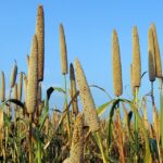 pearl-millet-204098_960_720.jpg