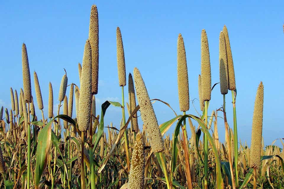 Millet Plant Tips: Growing Millets As Grain