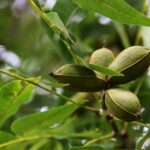 pecan-tree-186328_960_720.jpg