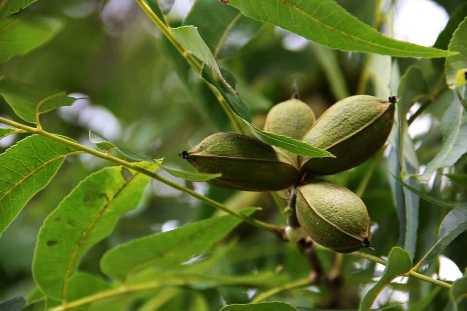 Pecan Tree: Growing Tips And Tricks To Use